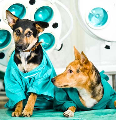 Veterinário e Pet Shop em Barueri SP